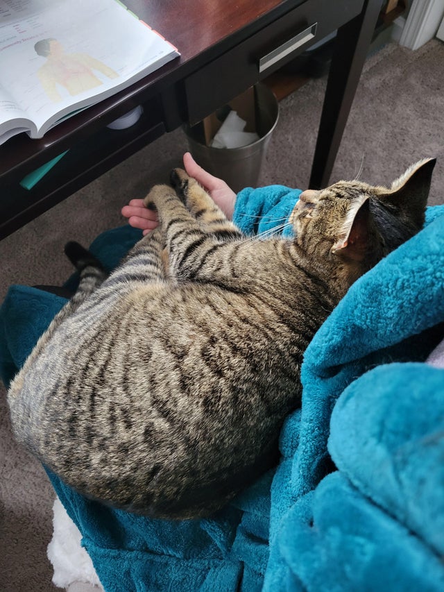 16 фото хозяев, которым питомцы платят такой же горячей любовью в ответ - похожая новость на Toplenta