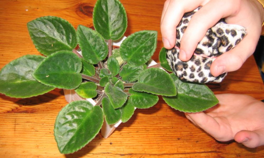 Как очистить листья фиалки от пыли - свежие новости на Toplenta