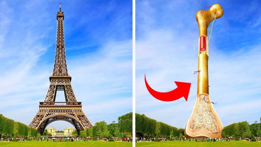 Разбираем тему: Что общего у бедренной кости и Эйфелевой башни? - свежие новости на Toplenta по теме э