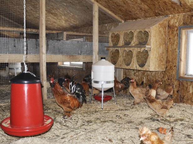 Оборудование для птицеводства – каковы критерии выбора - свежие новости на Toplenta