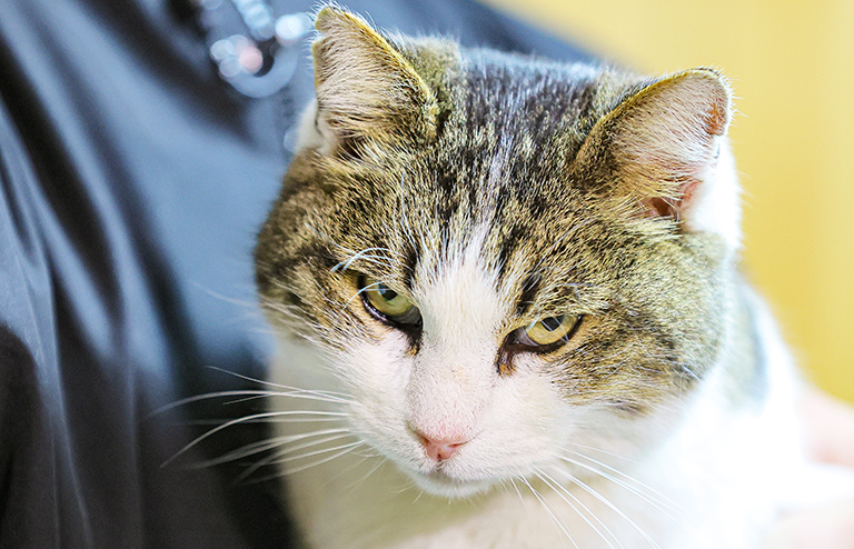 Кошка Муся жива: Трагедия в «Ласточкином гнезде» никого не оставила равнодушным - свежие новости на Toplenta по теме Муся