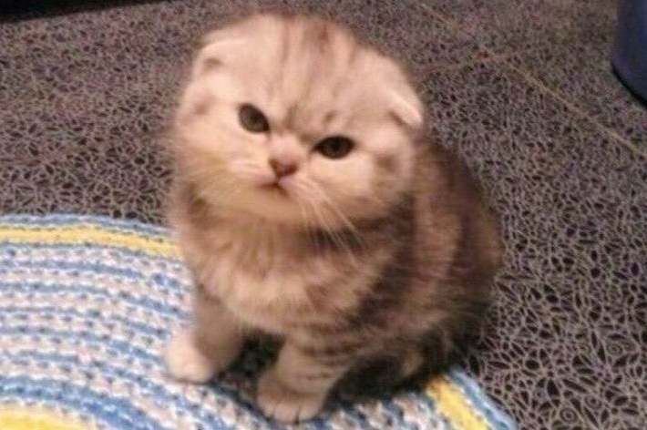 Милая, умная и ласковая кошечка... - свежие новости на Toplenta по теме ТАТ