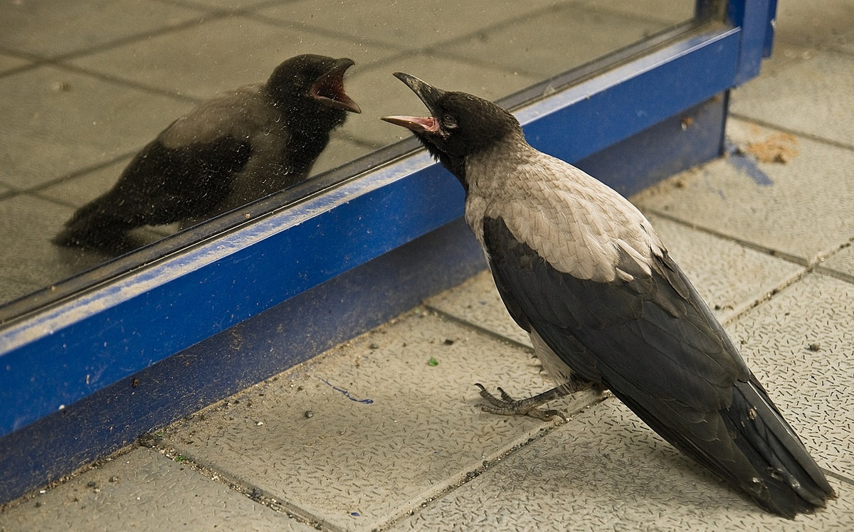 Серая ворона: Гений по соседству. Что вытворяют эти птицы, пока никто не обращает внимание? - свежие новости на Toplenta по теме МИР