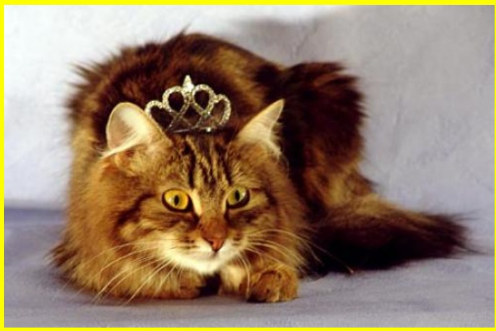 Королева - свежие новости на Toplenta по теме Максим королев