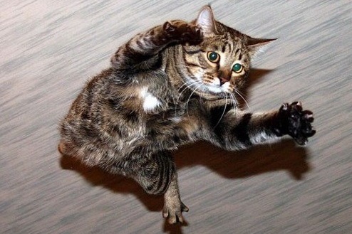 Как "выпилить кота" - свежие новости на Toplenta