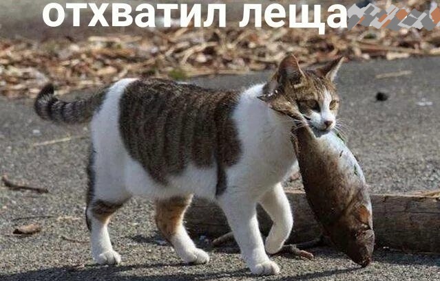 Котячьи заповеди - свежие новости на Toplenta по теме ТАТ