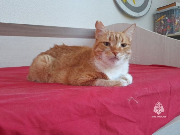 Братская кровь: Кот пожарный из Новочеркасска стал донором для погибающего кота... - свежие новости на Toplenta по теме СТО