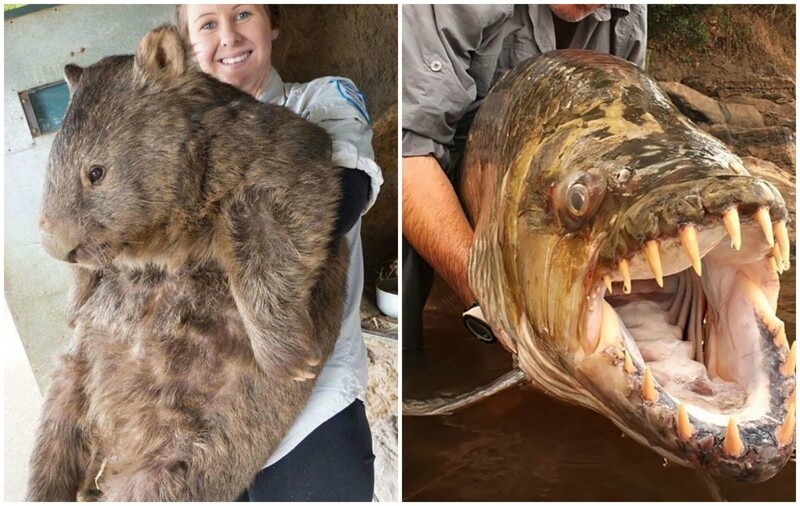 30+ животных, реальные размеры которых вас поразят - свежие новости на Toplenta по теме под