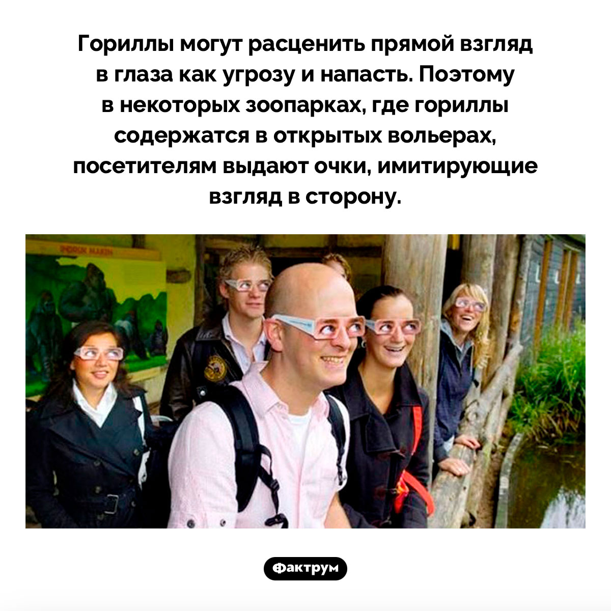 Очки, имитирующие взгляд в сторону - свежие новости на Toplenta по теме Обезьян
