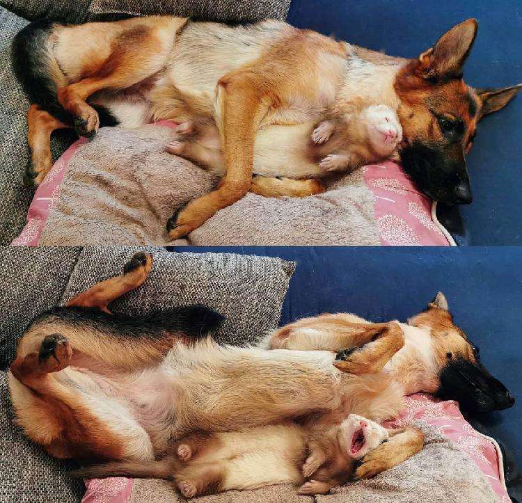 Немецкая овчарка и хорёк подружились и покорили пользователей сети своими тёплыми чувствами - свежие новости на Toplenta