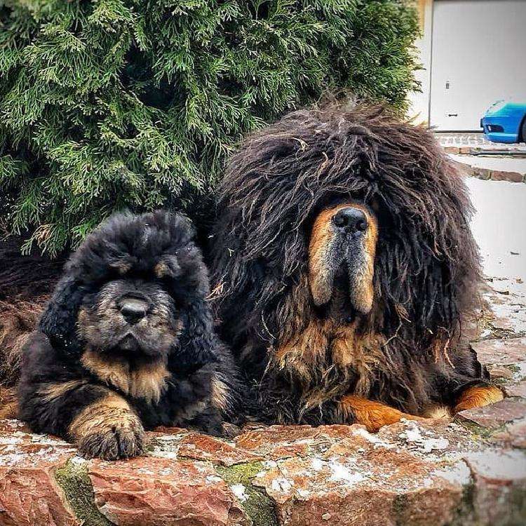 18 фотографий тибетских мастифов — лохматых в мире собак - свежие новости на Toplenta по теме животные