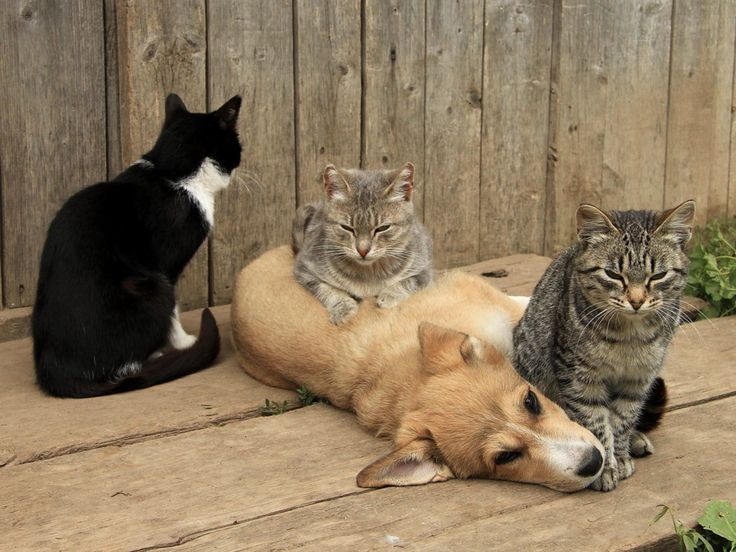 Разговор двух котов: городского и деревенского... - свежие новости на Toplenta