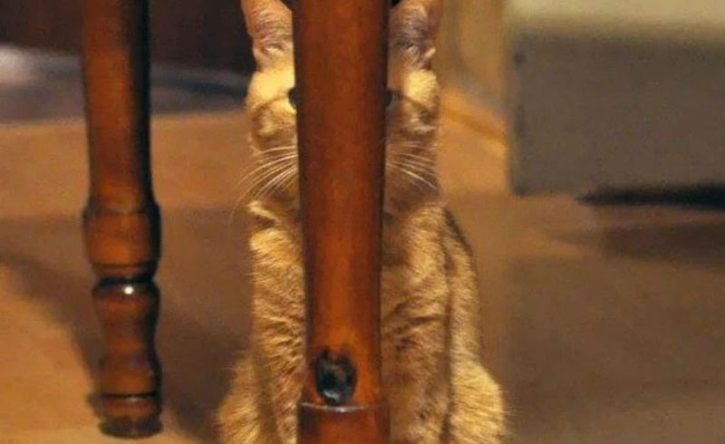 Коты-ниндзя, которые в совершенстве освоили древнее боевое искусство ниндзюцу - свежие новости на Toplenta по теме МИР