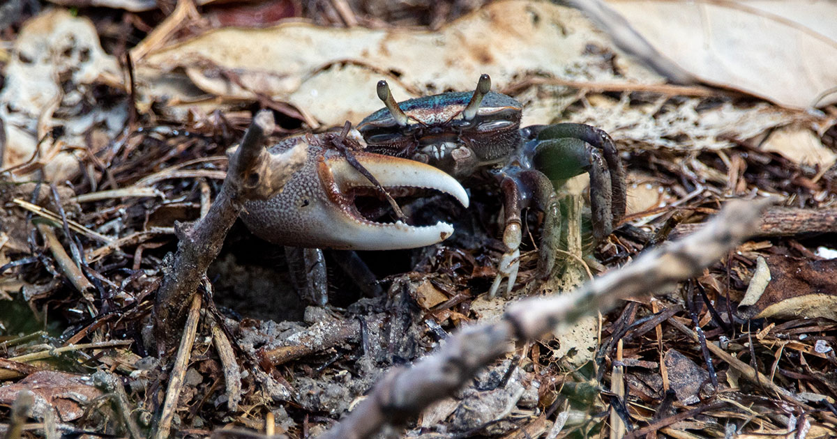 Утрата большой клешни делает самца краба-скрипача эффективнее - свежие новости на Toplenta по теме оо