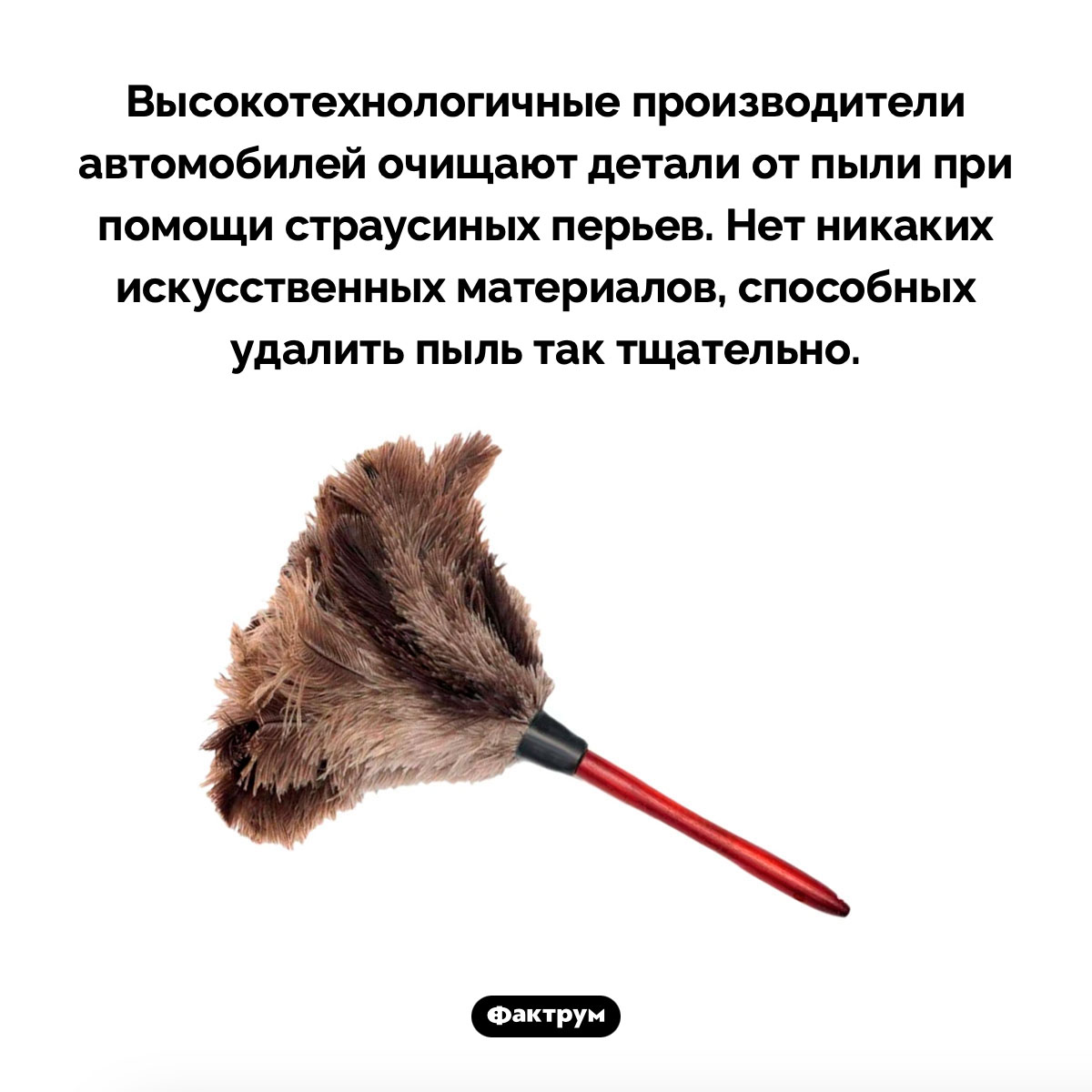 Зачем производителям автомобилей страусиные перья - свежие новости на Toplenta по теме Омо