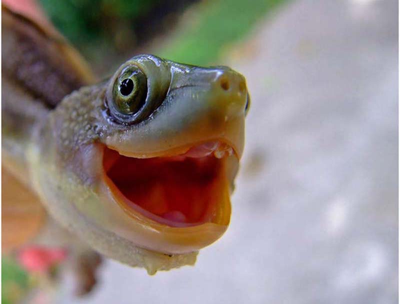 Чем черепахи лучше кошек - похожая новость на Toplenta