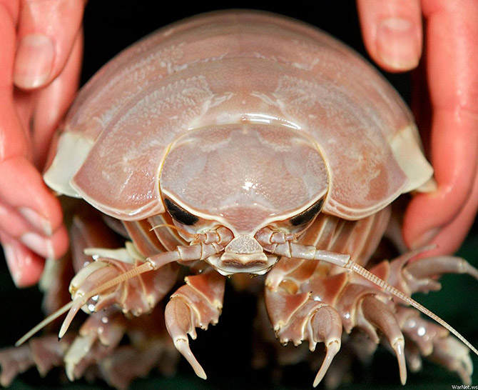 Отвратительно-завораживающе: познакомьтесь с гигантскими изоподами — огромными океанскими мокрицами - свежие новости на Toplenta по теме оо