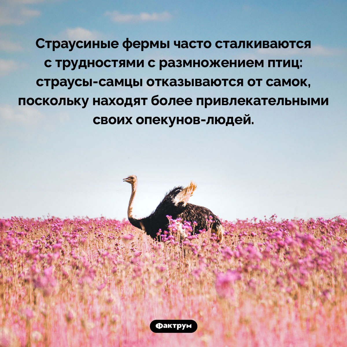 Проблема со страусами - свежие новости на Toplenta по теме Факт
