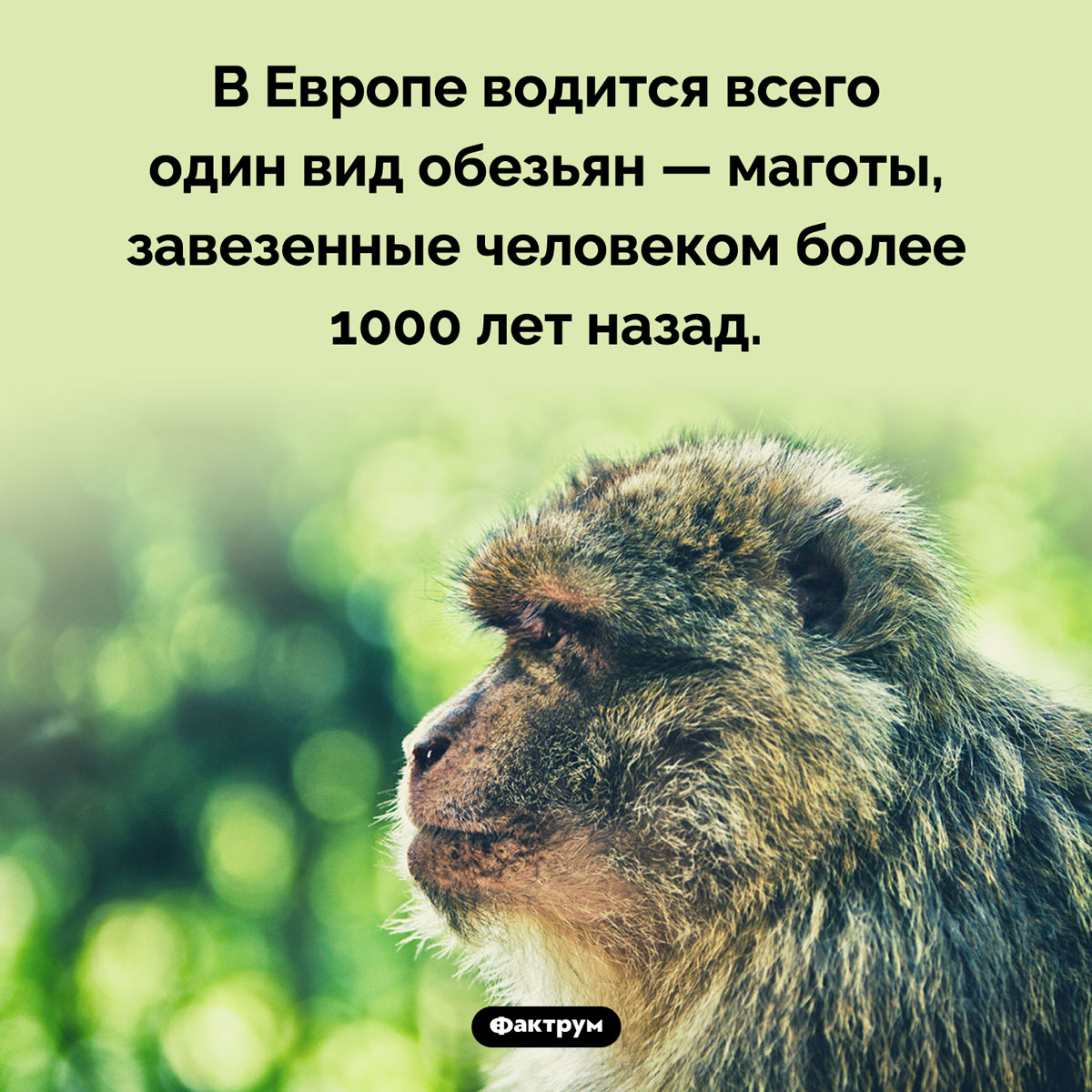 Европейские обезьяны - свежие новости на Toplenta по теме Обезьян