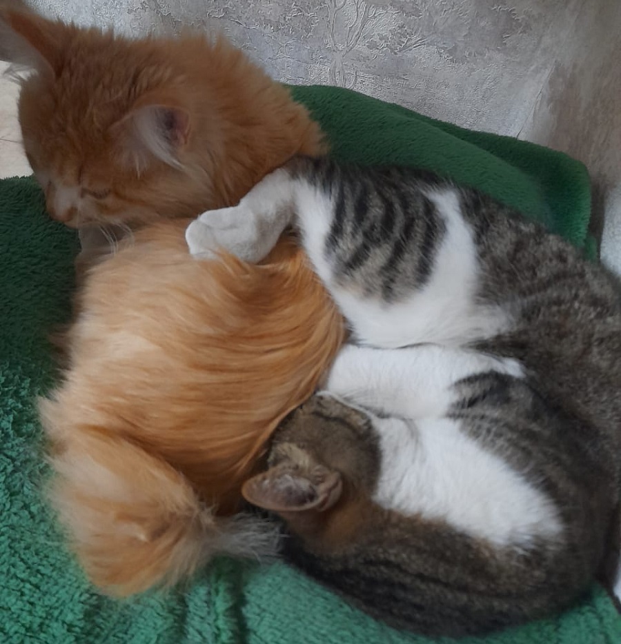 Хорошо, когда после прогулки есть об кого лапы погреть - свежие новости на Toplenta по теме Среда