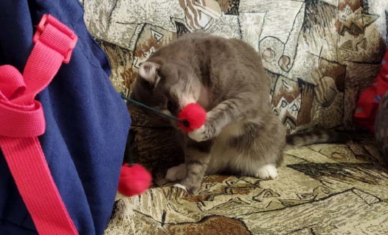 Тёма впал в детство! - свежие новости на Toplenta по теме Среда