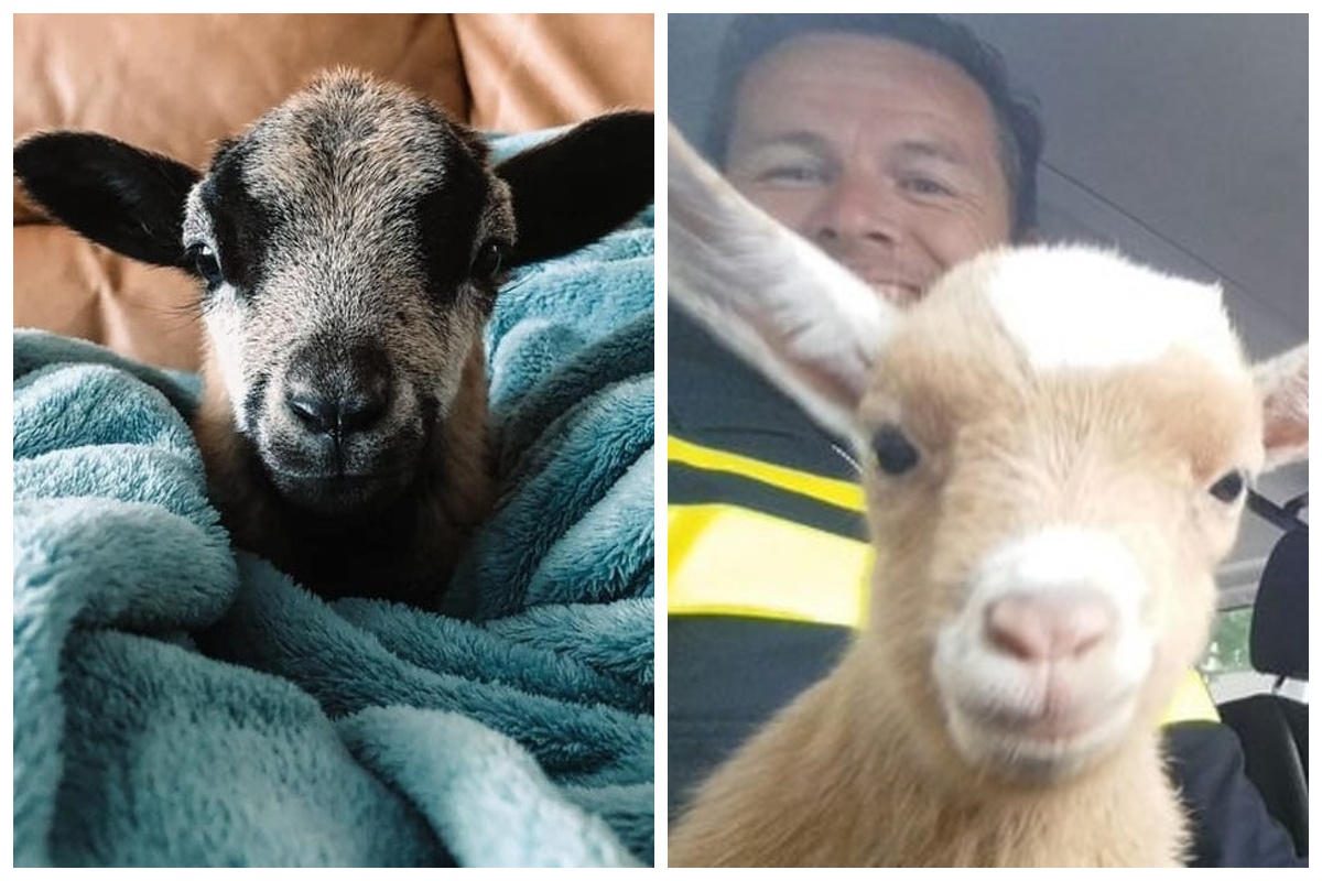 25 пушистых и милых доказательств, что козлята могут затмить милотой и котят, и щенков - свежие новости на Toplenta