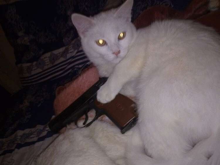 Еду. Ночь. Не доезжая до озера километров 5, какое то белое пятно промелькнуло в свете фар… - свежие новости на Toplenta по теме животные