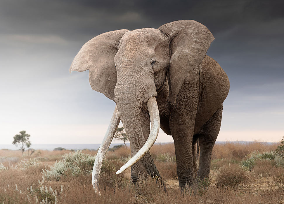 Животные в фотографиях - свежие новости на Toplenta по теме животные