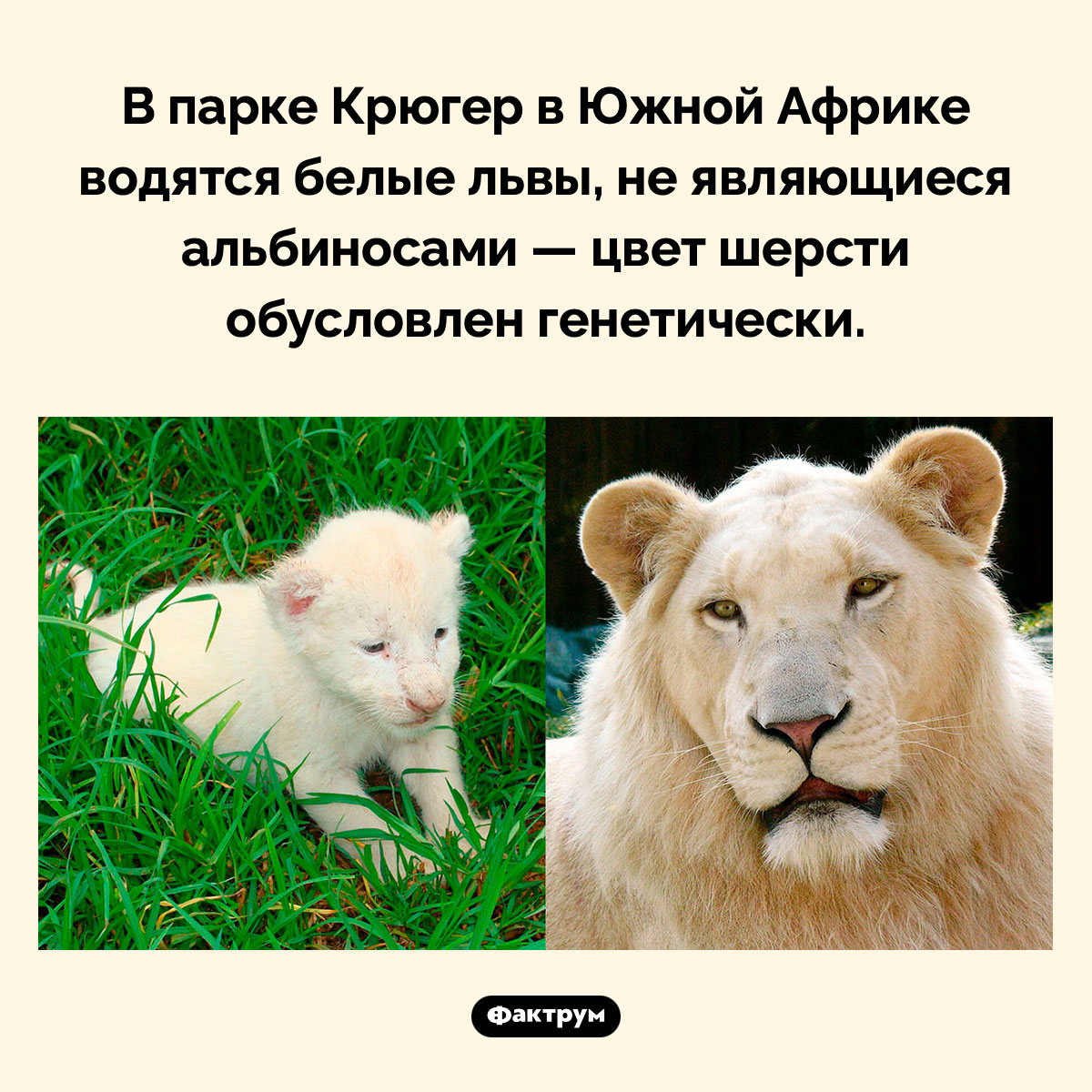 Белые львы - свежие новости на Toplenta по теме Факты в картинках