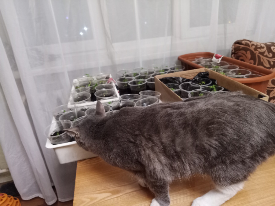 Тёма и ростки помидоров и перцев - свежие новости на Toplenta по теме Среда