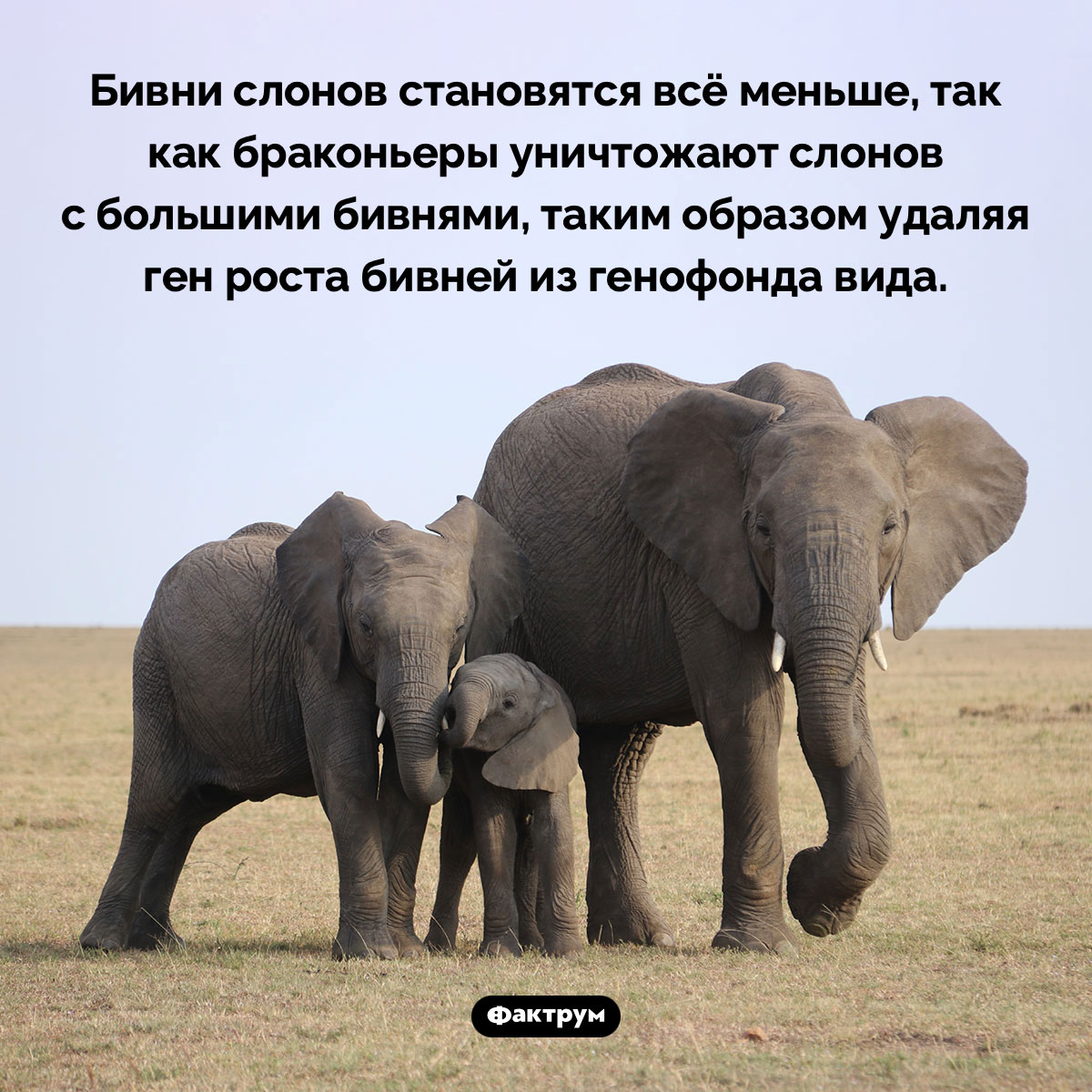 Бивни слонов становятся всё меньше - свежие новости на Toplenta по теме Факт