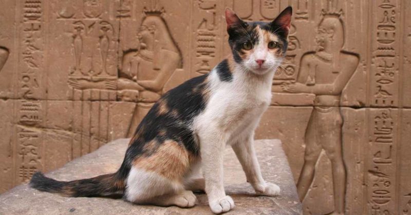 От любви до ненависти: история непростых взаимоотношений людей и кошек - свежие новости на Toplenta по теме египет