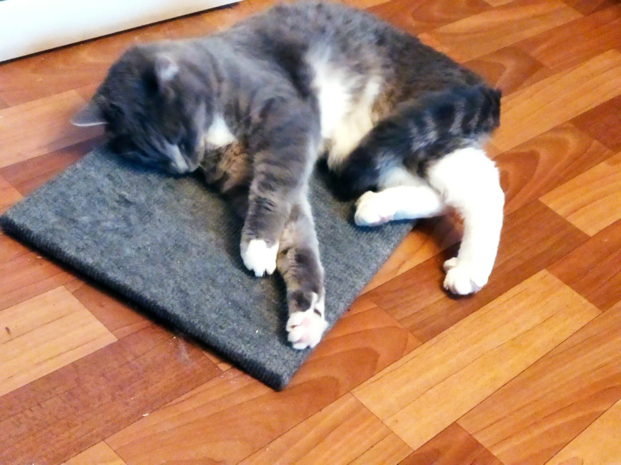 Тёма и новый коврик - свежие новости на Toplenta по теме Среда