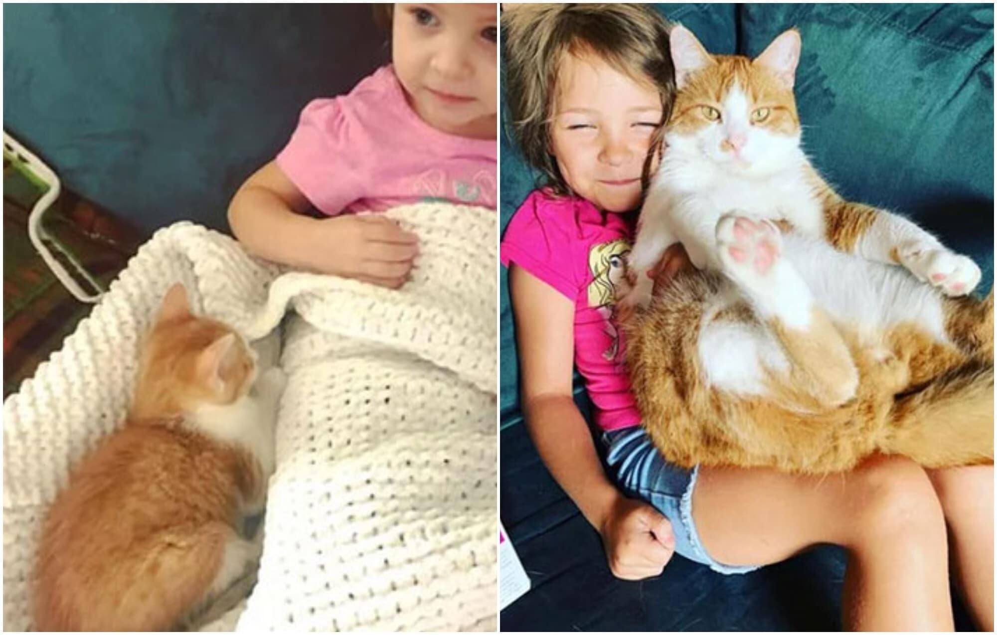 20+ трогательных фото о том, как быстро растут наши любимые котейки - свежие новости на Toplenta по теме Домашние