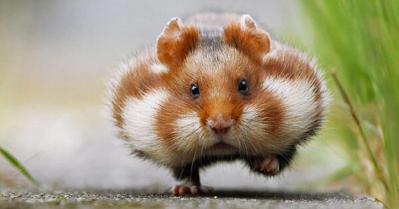 Ветеринары рассказали о незавидной доле хомяков — болезни, страдания, ранняя смерть - свежие новости на Toplenta по теме Домашние