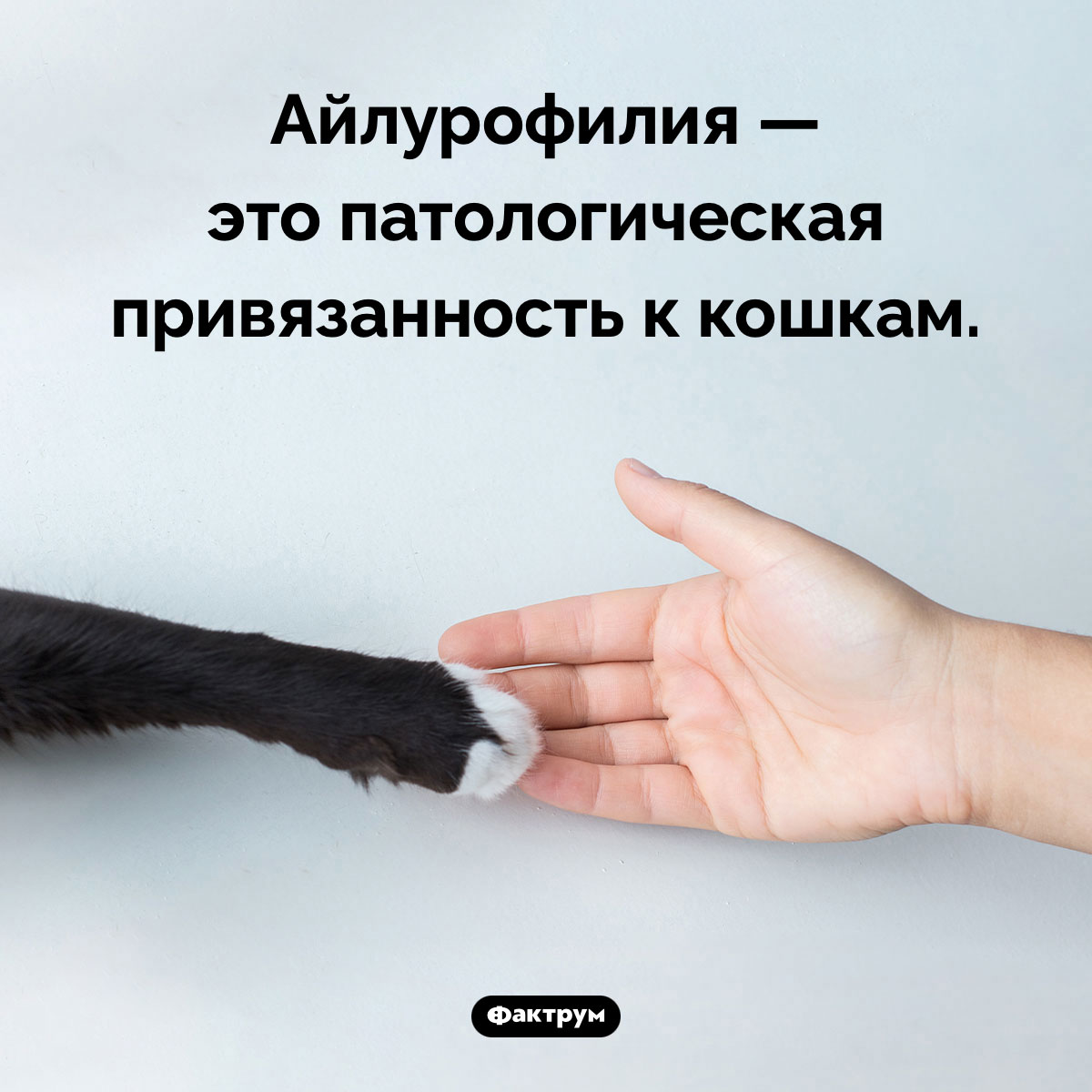 Что такое «айлурофилия» - свежие новости на Toplenta по теме Психологи