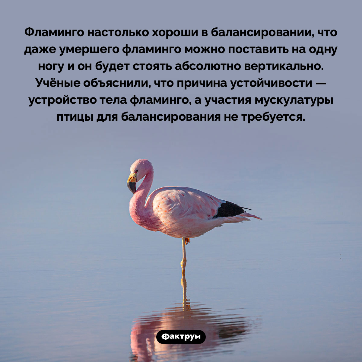 Фламинго могут стоять на одной ноге даже после смерти - свежие новости на Toplenta по теме Факт
