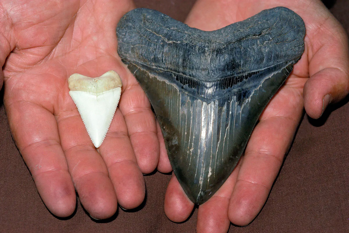 Зубы мегалодона были втрое крупнее зубов большой белой акулы - свежие новости на Toplenta по теме Наук
