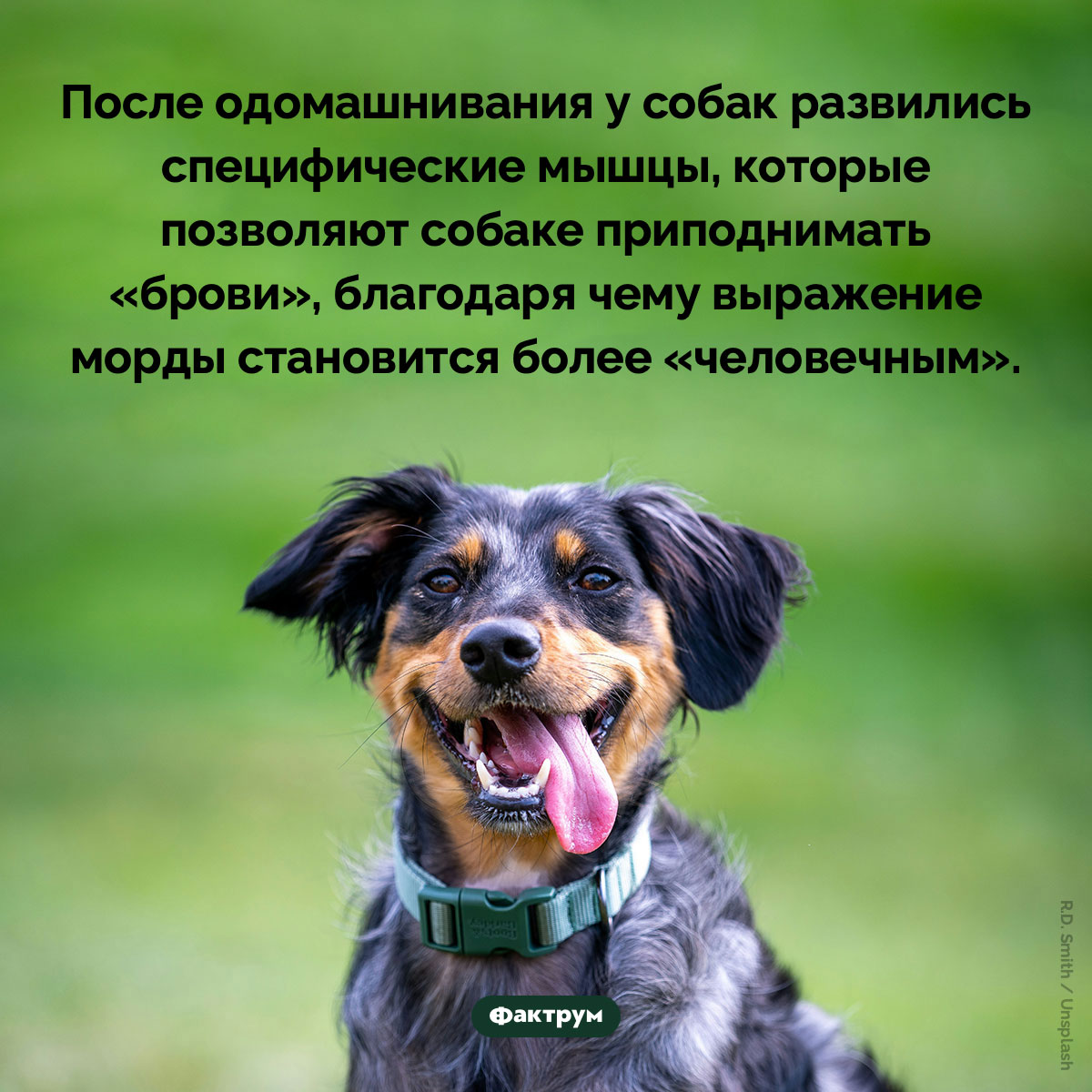 После одомашнивания у собак развились специфические мышцы - свежие новости на Toplenta по теме Наук