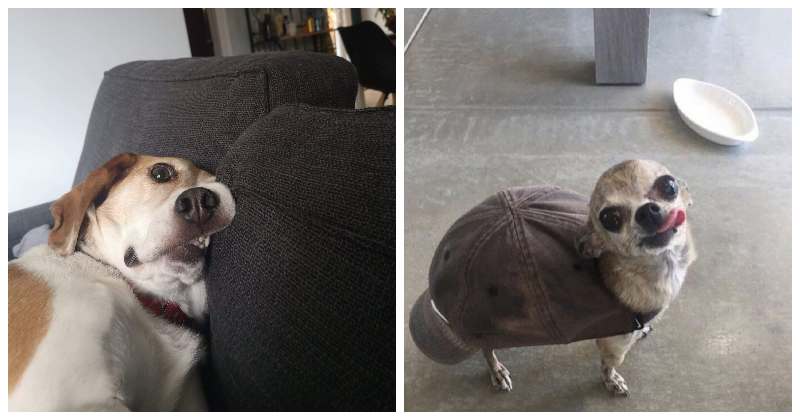 22 странные и смешные фото с собаками - свежие новости на Toplenta по теме Домашние