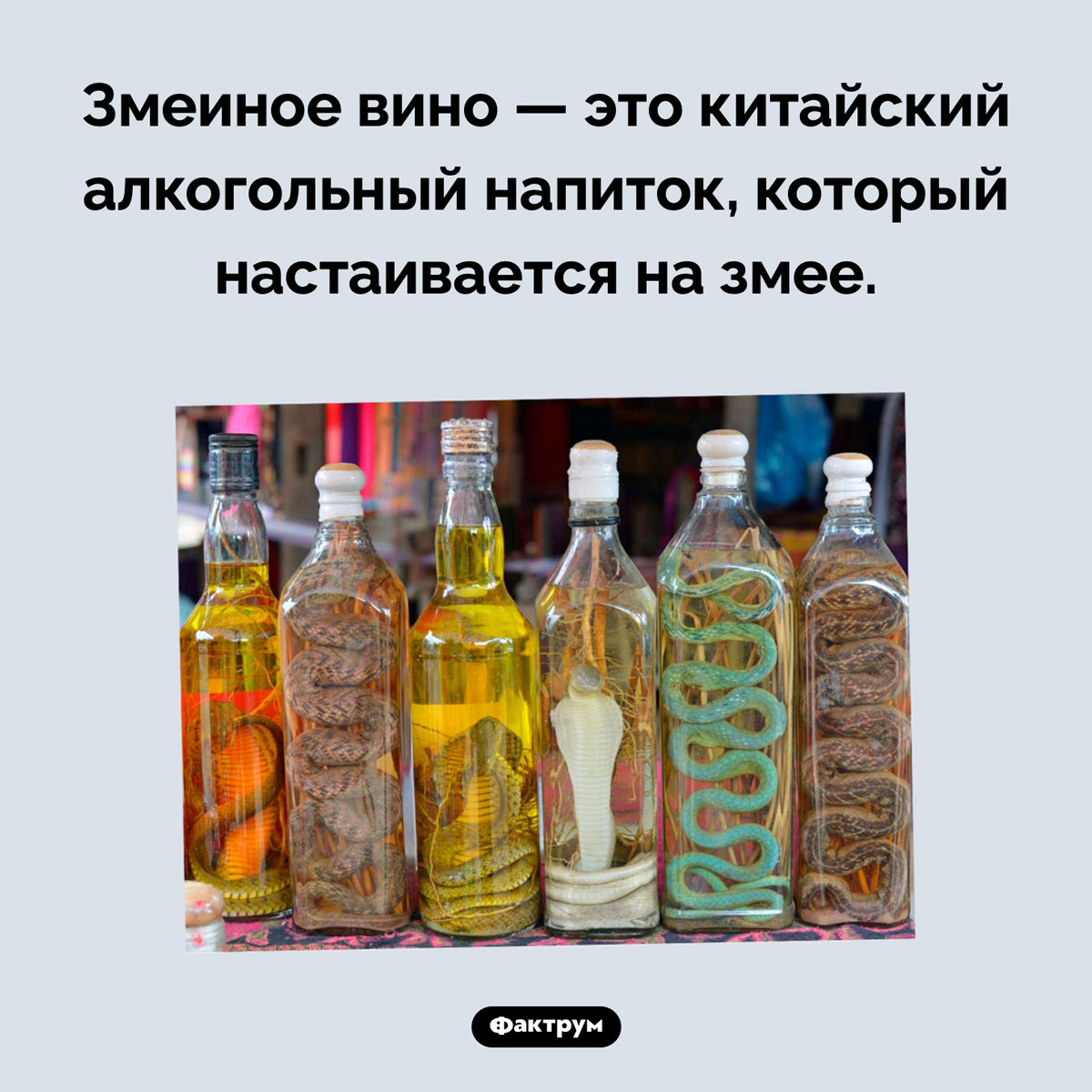 Что такое змеиное вино - свежие новости на Toplenta по теме Факт