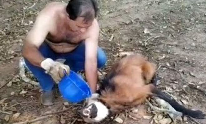 Дальнобойщик рисковал жизнью, спасая волка. Никто не ожидал того, что будет дальше - свежие новости на Toplenta по теме ПК