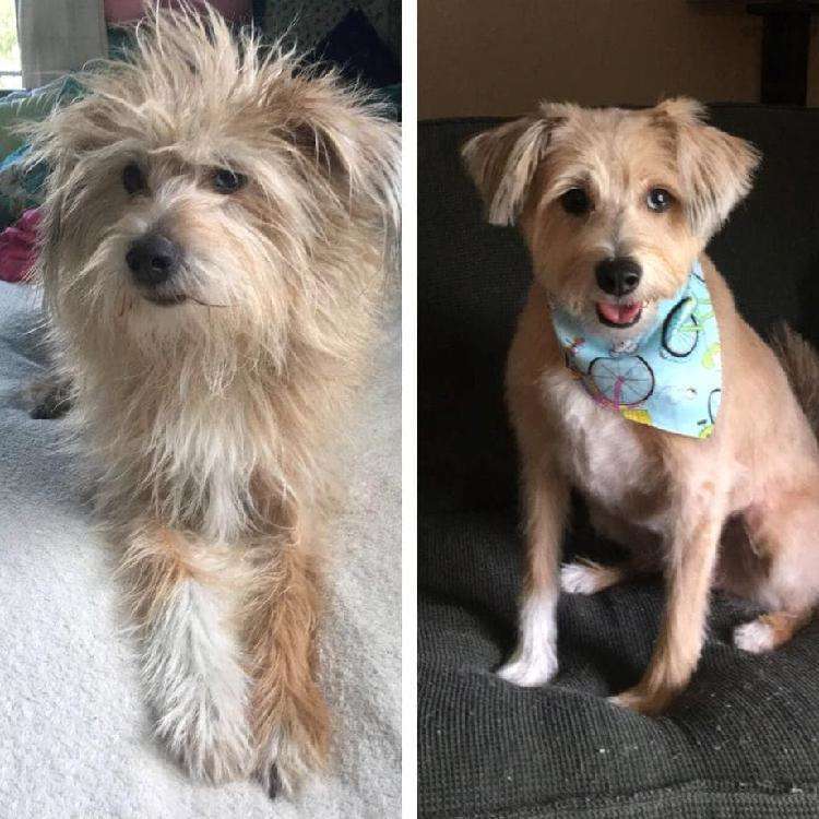 15 примеров того, как собаки преображаются после похода к грумеру - свежие новости на Toplenta по теме животные