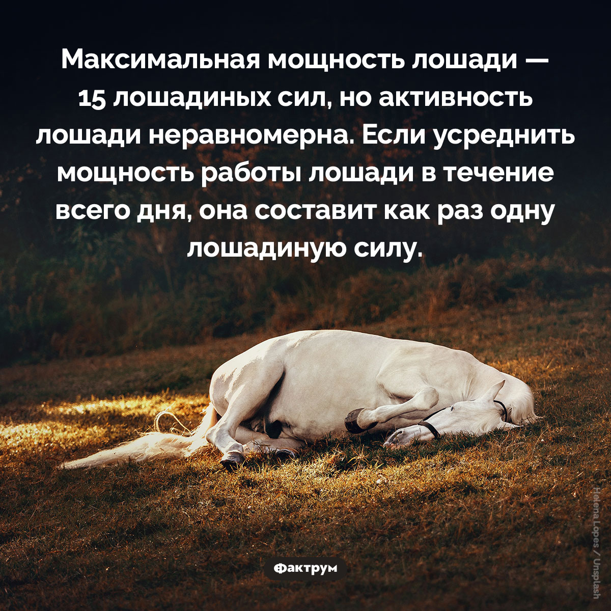 Мощность лошади, в среднем, составляет одну лошадиную силу - свежие новости на Toplenta по теме лошади