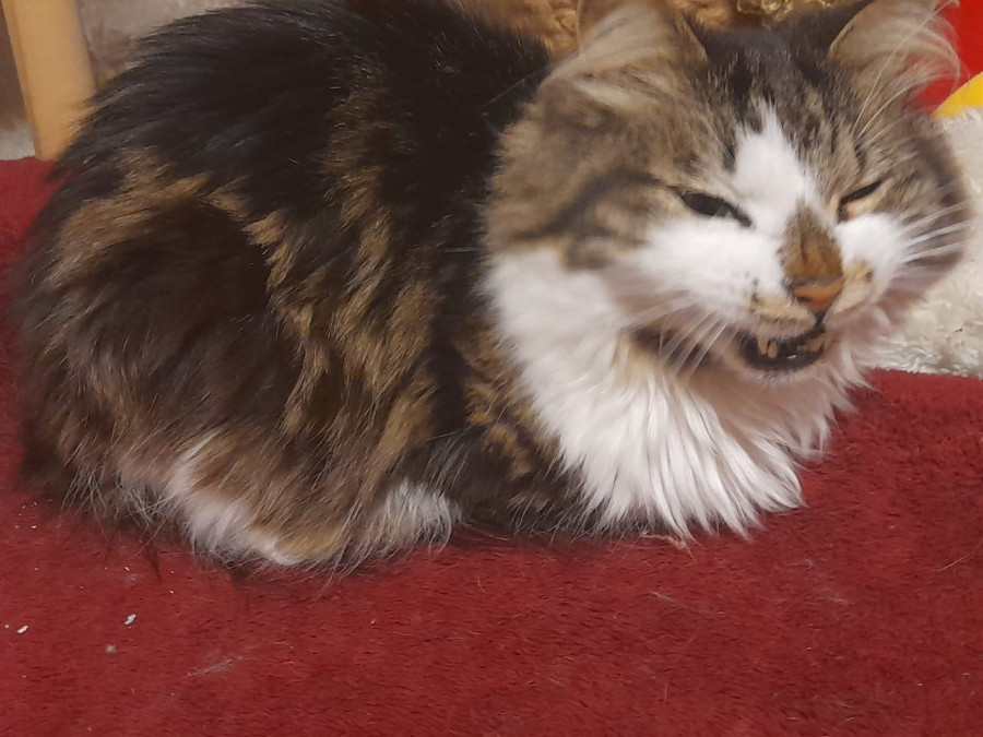 Коты Масик, Пыжик и Нафаня томятся в ожидании тёплых весенних дней - свежие новости на Toplenta по теме Среда