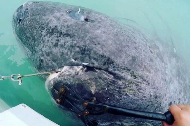 Рыбалка обернулась внезапным кошмаром: из воды на людей взглянуло древнее чудовище - свежие новости на Toplenta по теме Стран