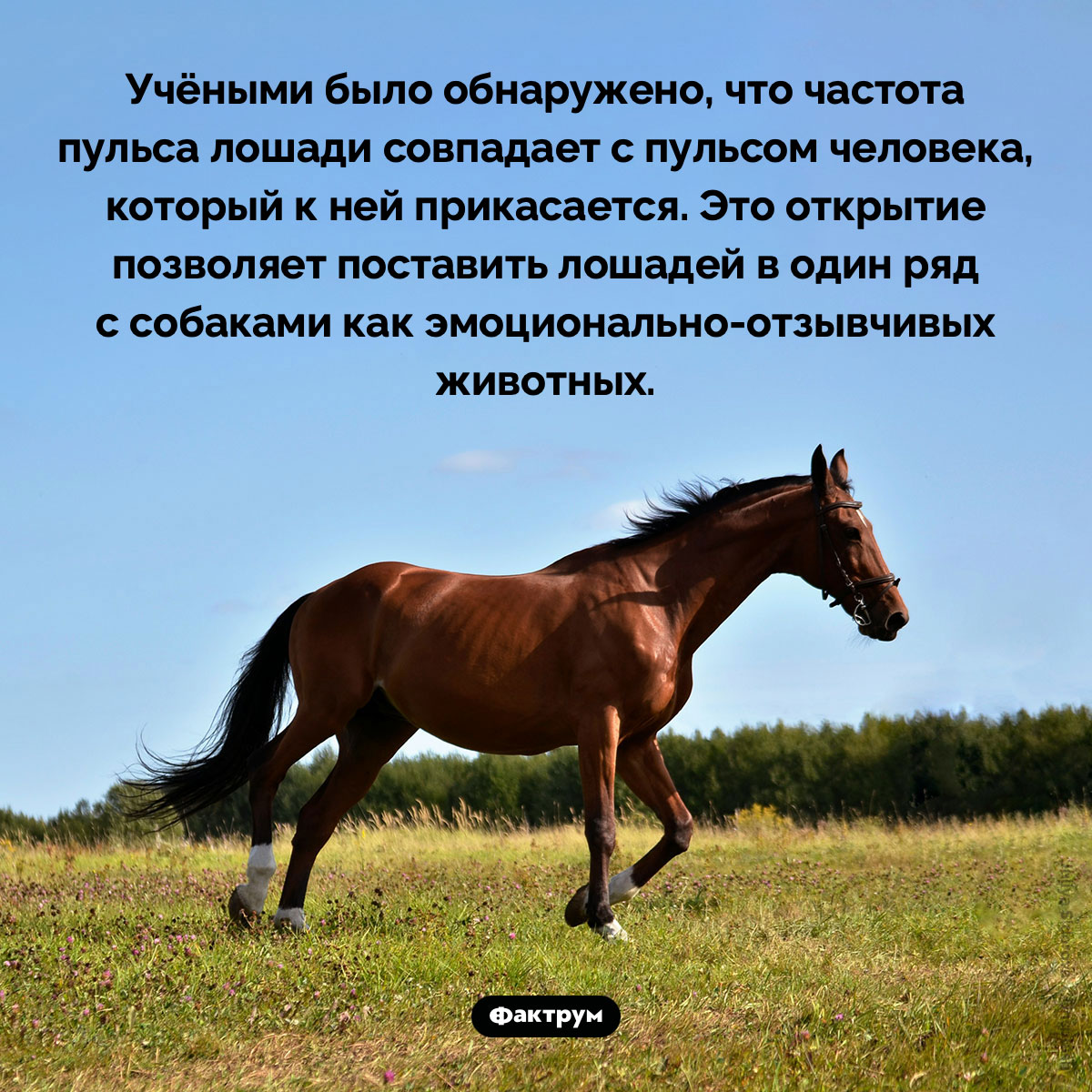 Лошади эмоционально-отзывчивы по отношению к людям - свежие новости на Toplenta по теме лошади