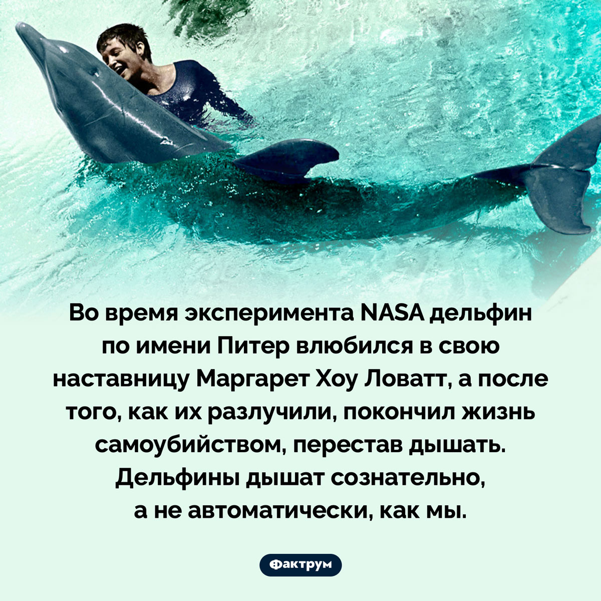 Влюблённый дельфин - свежие новости на Toplenta по теме Наук