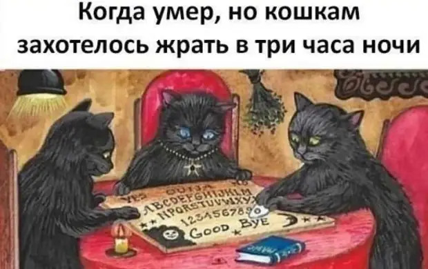 Почему люди обожают котов?))) - свежие новости на Toplenta