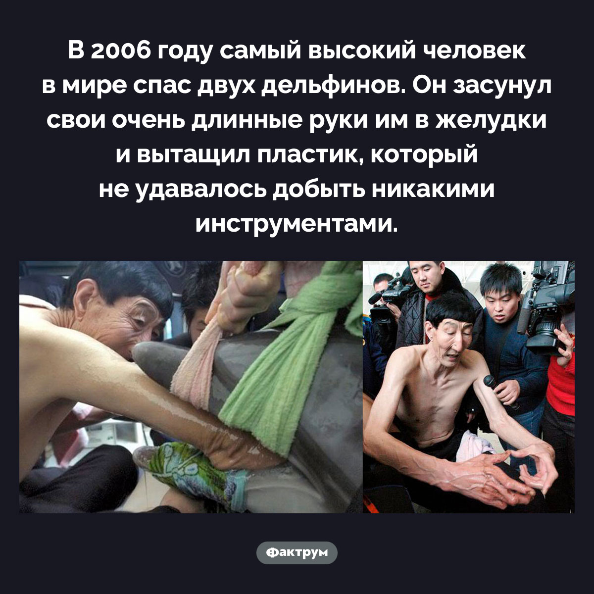 Самый высокий человек в мире спас от гибели двух дельфинов - свежие новости на Toplenta по теме оо